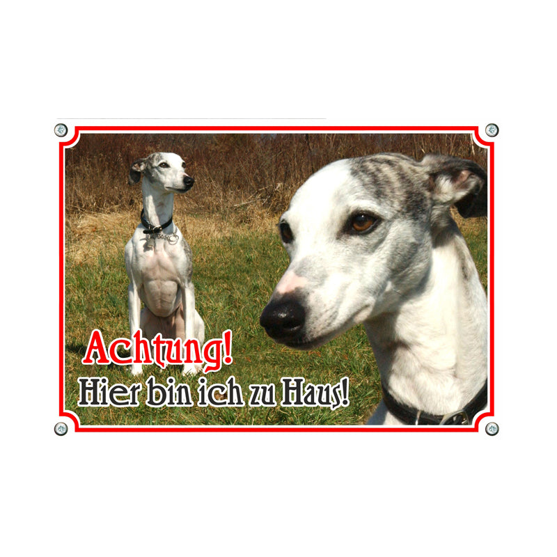 Whippet - Achtung zu Haus
