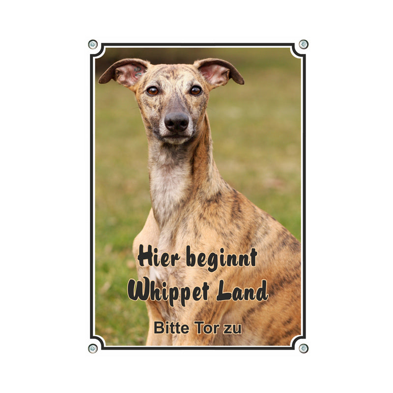 Whippet - Hier beginnt