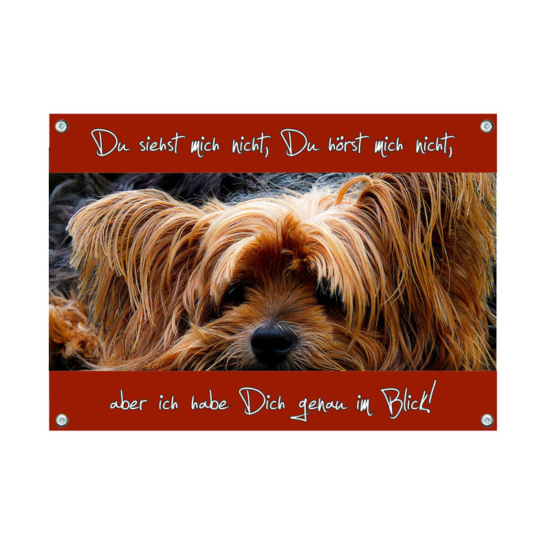 Yorkshire Terrier - im Blick
