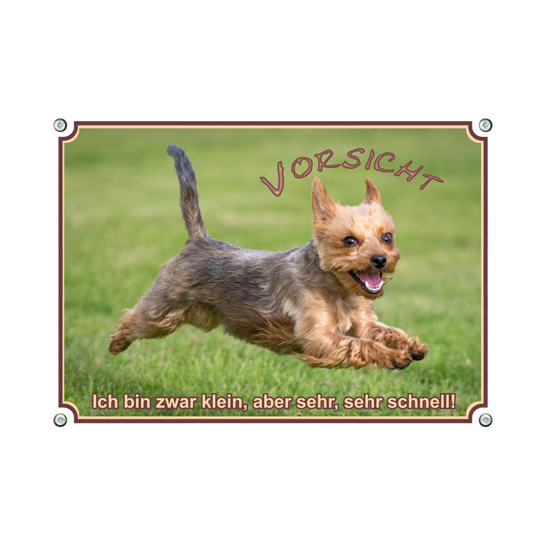 Yorkshire Terrier - Vorsicht