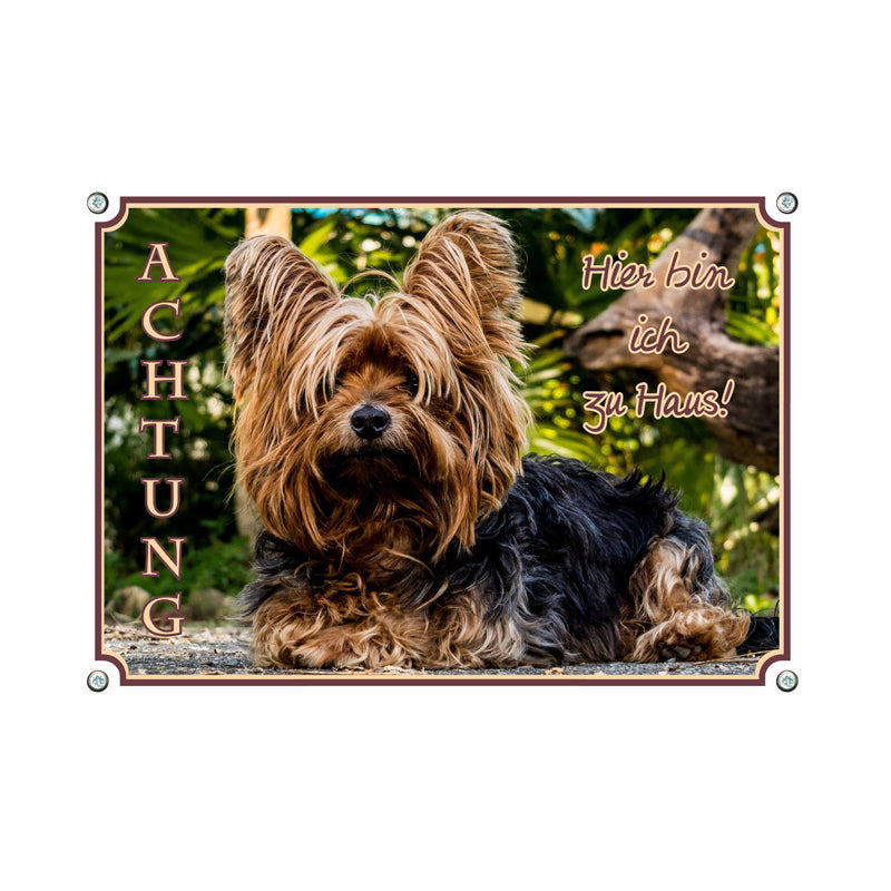 Yorkshire Terrier - zu Haus