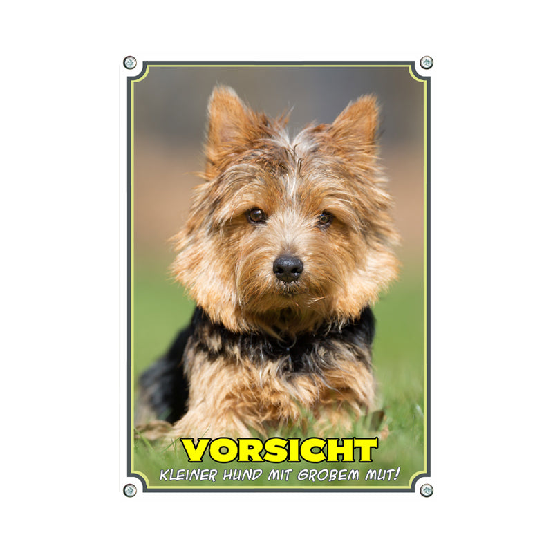 Yorkshire Terrier - mit großem Mut