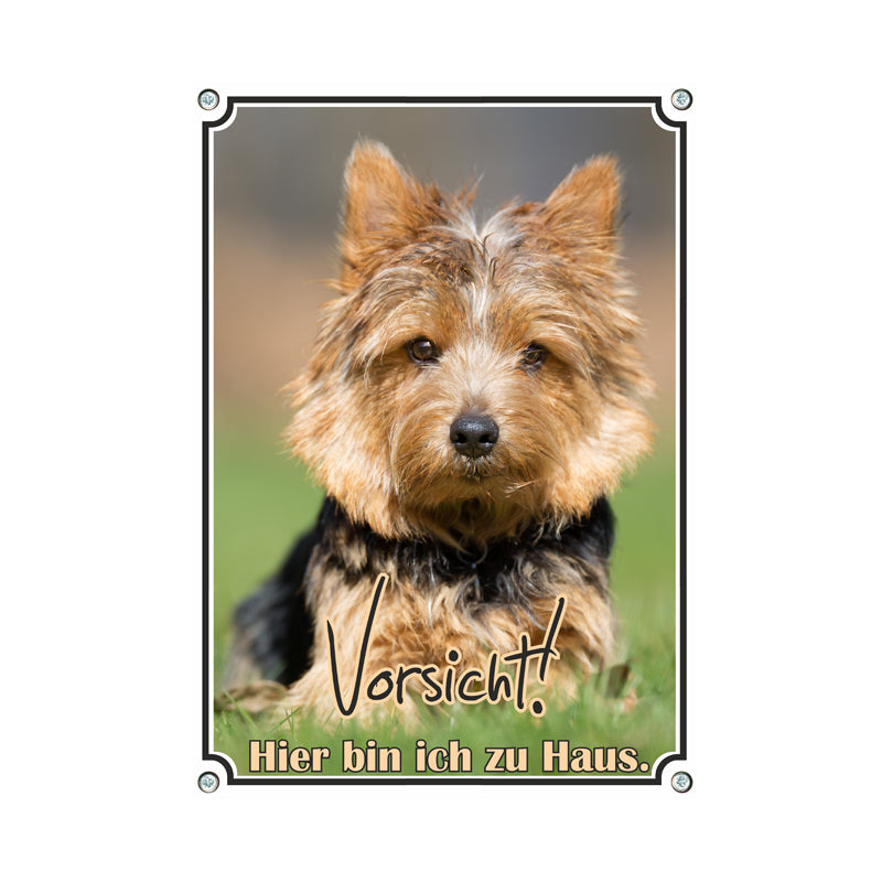 Yorkshire Terrier - Hier bin ich zu Haus