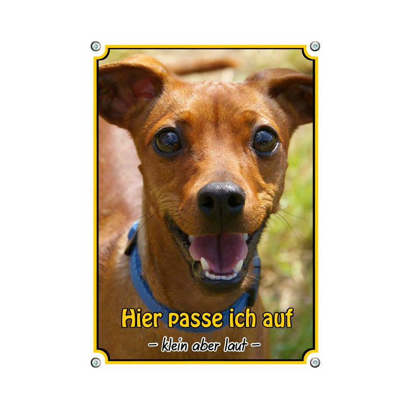 Zwergpinscher - Hier passe ich auf