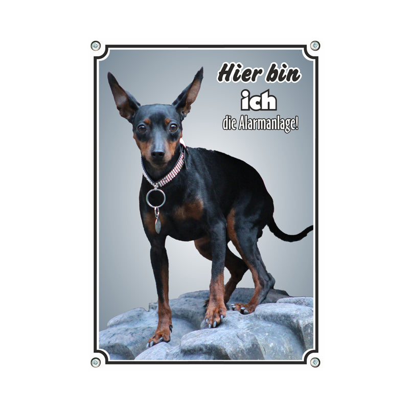 Zwergpinscher - Hier bin ich