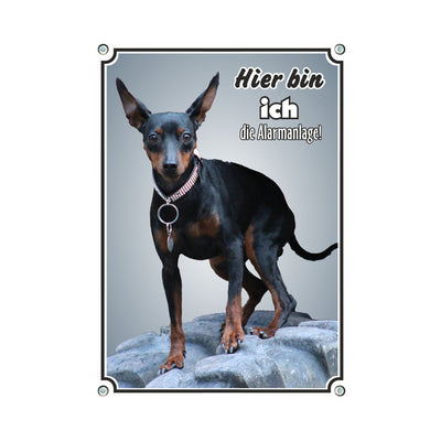 Zwergpinscher - Hier bin ich – Hundeschild aus Aluminium
