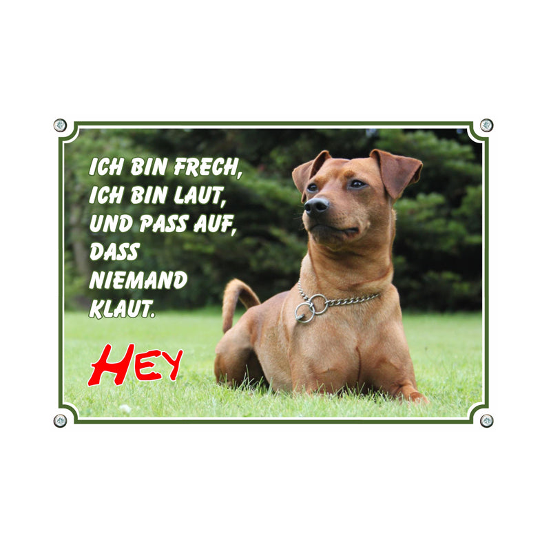 Zwergpinscher - Hey