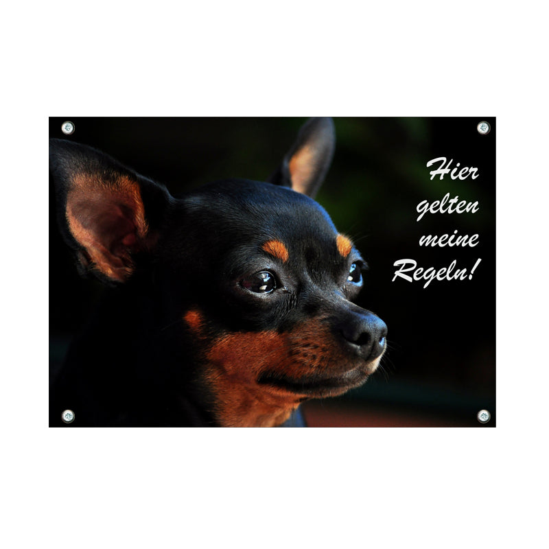 Zwergpinscher - meine Regeln