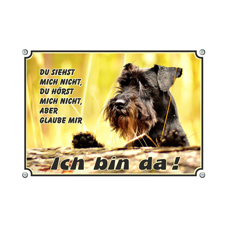 Zwergschnauzer - Du siehst mich nicht