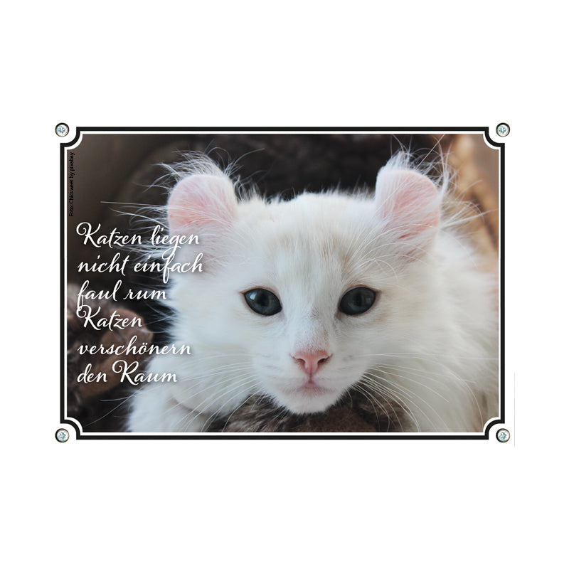 American Curl - Raum verschönern
