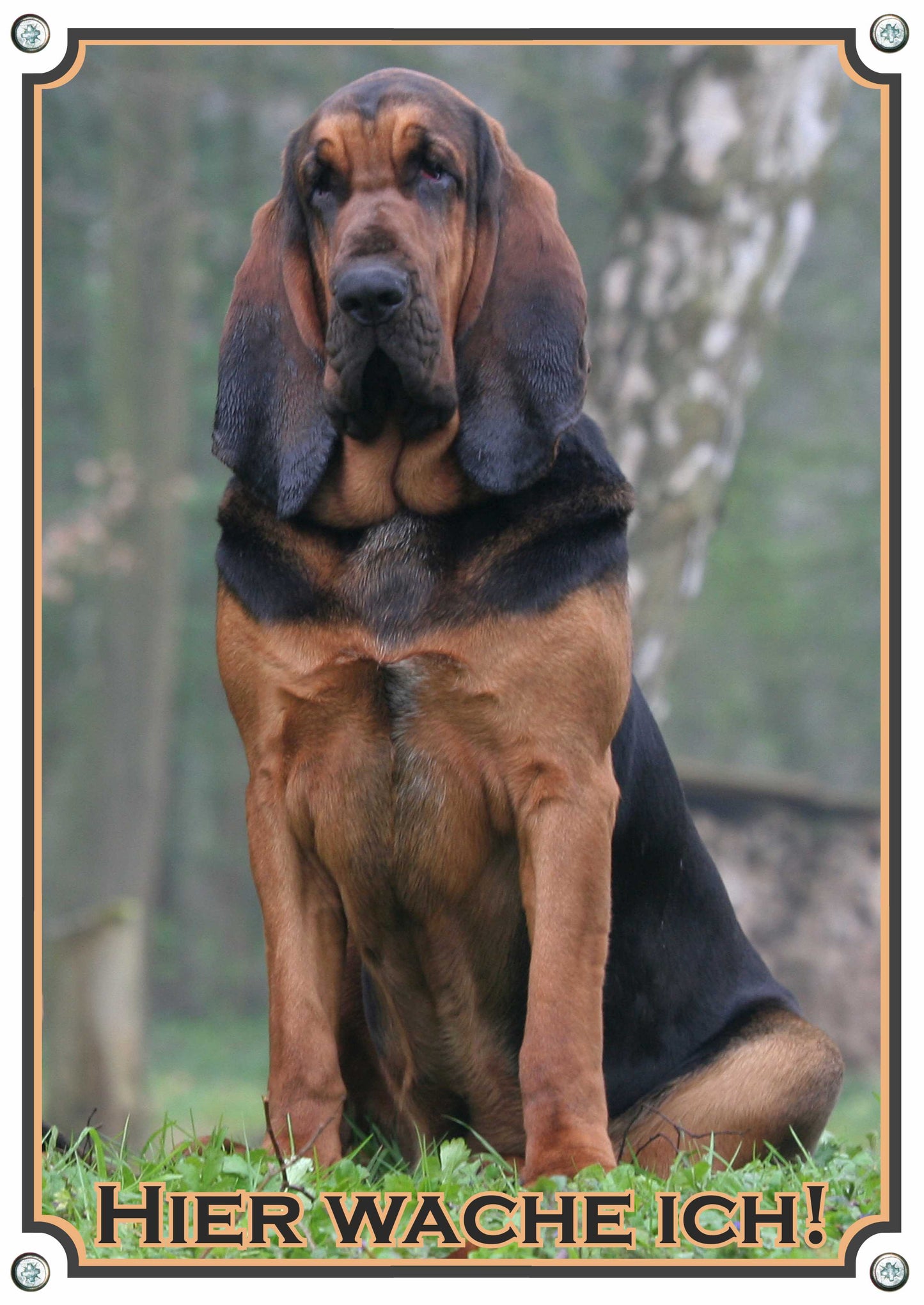 Bloodhound - Hier wache ich