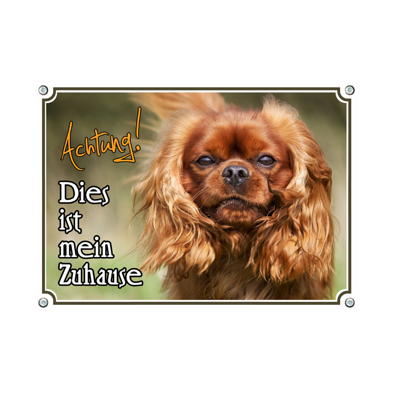 Cavalier King Charles Spaniel - Achtung