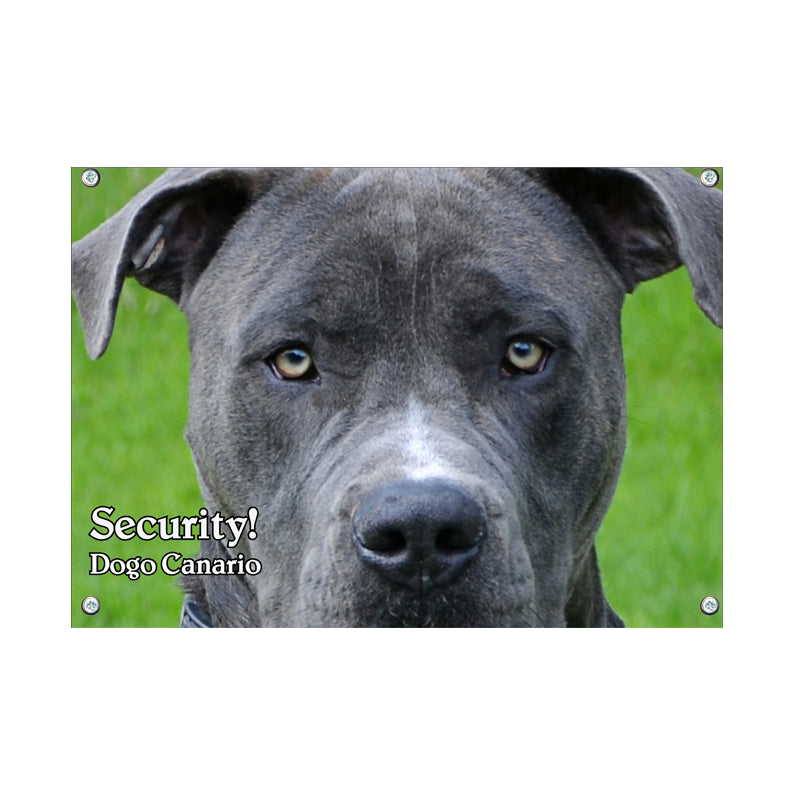 Dogo Canario - Security