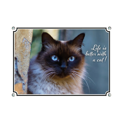 Siamese - Life in better with a cat!
